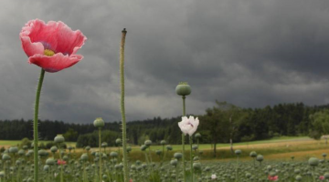 Mohnblüte vor dunklem Gewitterhimmel