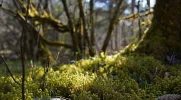 Moos am Waldboden