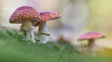 Fliegenpilz, Fruchtkörper mit rotem Hut, weiß beflockt