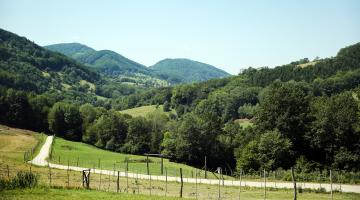 Wald in der Region Elsbeere Wienerwald