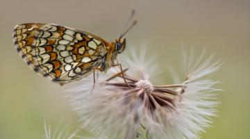 Schmetterling auf Löwenzahn