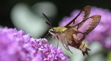 Hummelschwärmer auf Schmetterlingsflieder