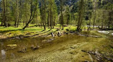 Auwald auf der Schwemmalm im hinteren Zillertal