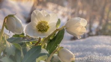 Christrose auf verschneiter Wiese