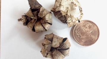 Geastrum corollinum © Christian Apschner Geastrum corollinum