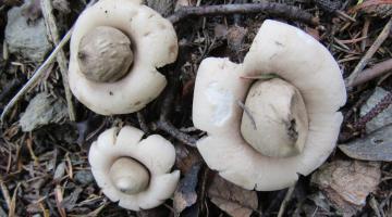 Geastrum fimbriatum