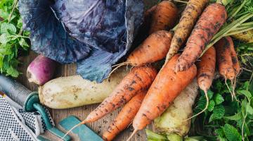 Rotkraut, Karotten und anderes Wintergemüse