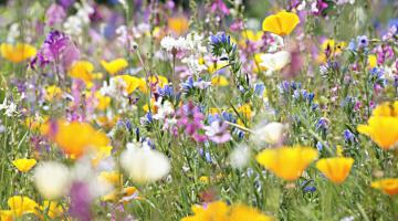 Wiese mit Wildblumen