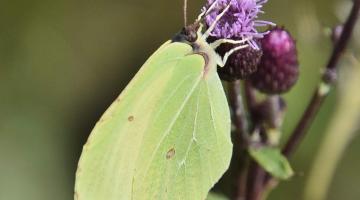 Gelber Falter auf einer Blume
