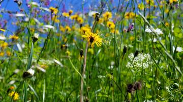 Blumenwiese