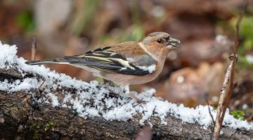 Buchfink © Gebhard Brenner/BirdLife Buchfink auf beschneitem Ast