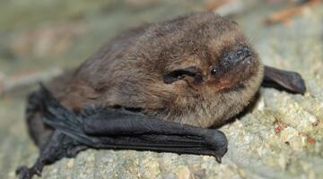 Mückenfledermaus