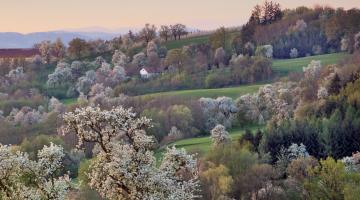 Obstbaumblüte in Scharten