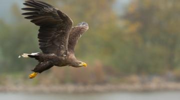 Seeadler im Flug