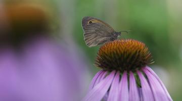 Schmetterling auf Sonnenhut