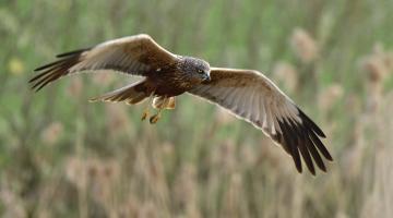 Rohrweihe im Flug