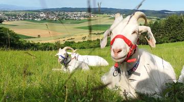 Kaschmirziegen auf der Weide