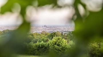 Stadt durch Blatt fotografiert