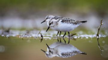 Sanderling