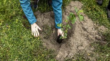 Baum wird in Loch gepflanzt