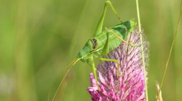 Breitstirnige Plumpschrecke (Isophya costata)