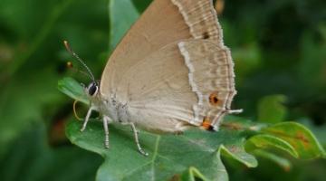 Blauer Eichenzipfelfalter