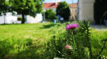 Wildstauden am Campus