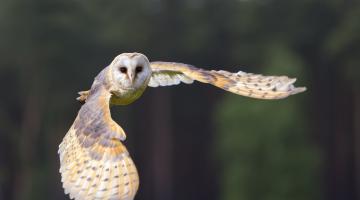 Schleiereule im Flug