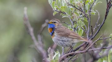 Blaukehlchen auf Ast