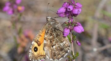 ockerbindiger samtfalter