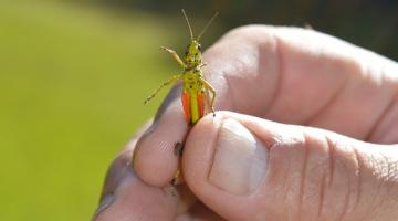 Heuschrecke in Hand 