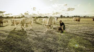 Walter Watzl mit Rindern auf der Weide