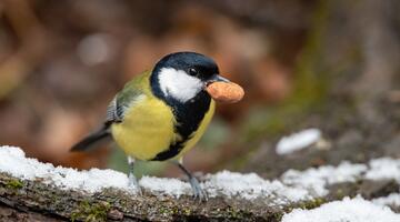 Kohlmeise im Schnee