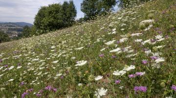 Blumenwiese