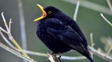 Amsel