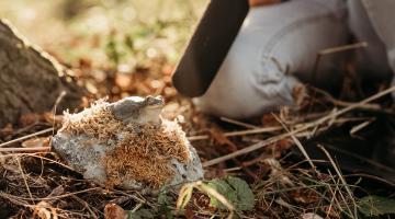 Hightech-Naturforscherin erforscht Amphibien