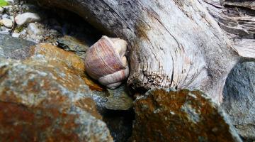 Weinbergschnecke