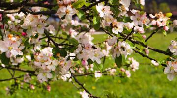 Obstblüte Going Artenreich