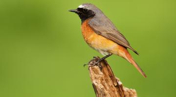 © Mark Caunt / www.shutterstock.com Gartenrotschwanz