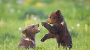 Braunbärbabys