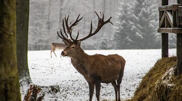 Rothirsch im Winter