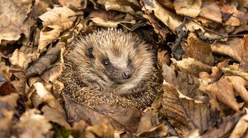 Igel in Vorbereitung auf den Winterschlaf © Coatesy / www.shutterstock.com Igel in Laub