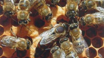 Bienen