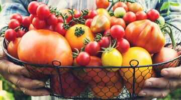 Tomaten © p_ponomareva / www.gettyimages.com Tomaten