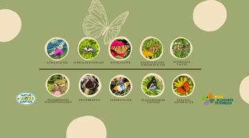 Voting zum Schmetterling des Jahres 2025