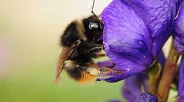 bombus-mendax