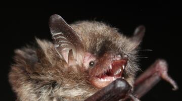  brandtfledermaus