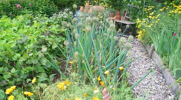 Gelber Mohn und Heckenzwiebel