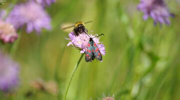 Hummel und Falter