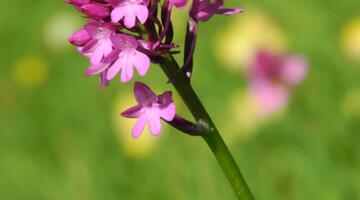 Orchidee